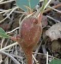 Club Gall Wasp