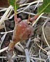 Club Gall Wasp - photo 2
