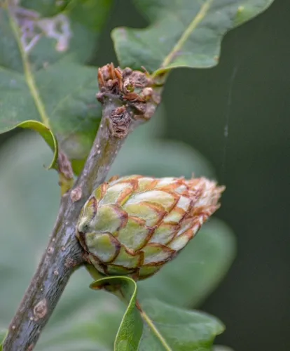 Oak Artichoke Gall Wasp