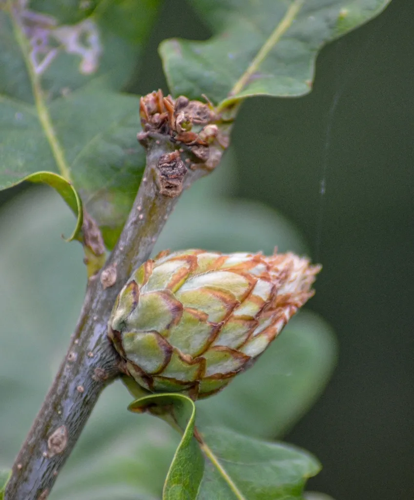 Oak Artichoke Gall Wasp - photo 2