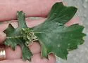 Andricus foliaformis