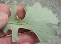 Andricus foliaformis - photo 2
