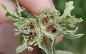 Andricus foliaformis - photo 4