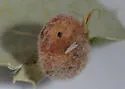Hairy Gall Wasp