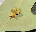 Andricus lustrans