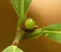 Andricus mamillaformis