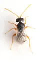 Andricus murtfeldtae - photo 3