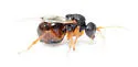 Andricus murtfeldtae - photo 4