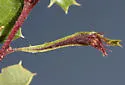 Fimbriate Gall Wasp