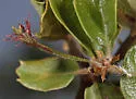 Fimbriate Gall Wasp - photo 2