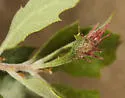 Fimbriate Gall Wasp - photo 3