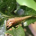 Fimbriate Gall Wasp - photo 4