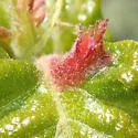 Fimbriate Gall Wasp - photo 5