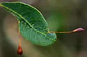Hair Stalk Gall Wasp