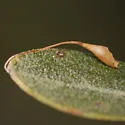 Hair Stalk Gall Wasp - photo 2