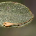 Hair Stalk Gall Wasp - photo 3