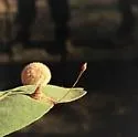 Hair Stalk Gall Wasp - photo 4