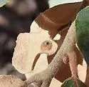 Andricus pilularis