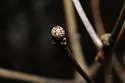 Andricus pisiformis - photo 3