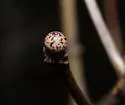 Andricus pisiformis - photo 4