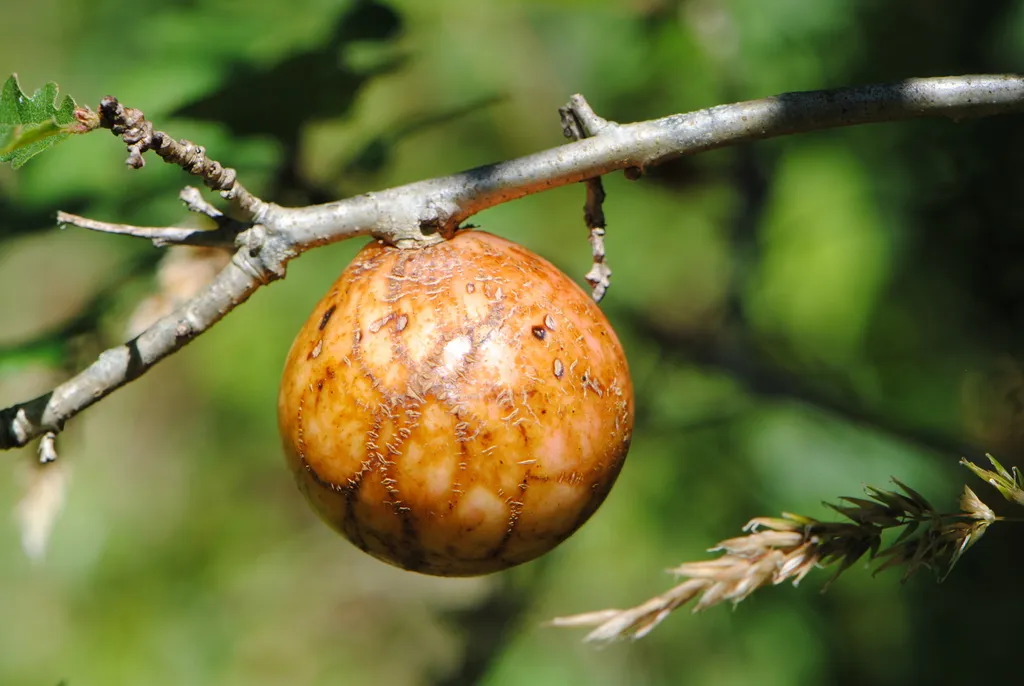 California Gall Wasp - photo 2