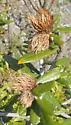Leafy Oak Gall Wasp