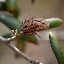 Leafy Oak Gall Wasp - photo 2