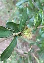 Leafy Oak Gall Wasp - photo 3