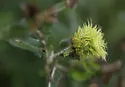 Leafy Oak Gall Wasp - photo 5