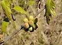 Andricus quercusformosus - photo 4