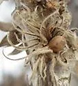 Andricus quercusfrondosus - photo 2