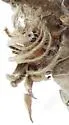 Andricus quercusfrondosus - photo 3