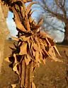 Andricus quercusfrondosus - photo 4