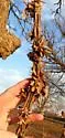 Andricus quercusfrondosus - photo 5