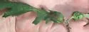 Oak Petiole Gall Wasp
