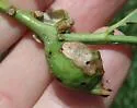 Oak Petiole Gall Wasp - photo 2