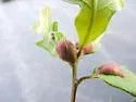 Oak Petiole Gall Wasp - photo 3