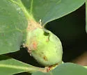Oak Petiole Gall Wasp - photo 4