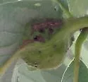 Oak Petiole Gall Wasp - photo 5