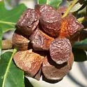 Andricus quercusstrobilanus - photo 3