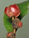 Andricus quercusstrobilanus - photo 4