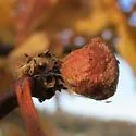 Andricus quercusstrobilanus - photo 5