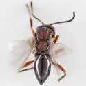 Andricus robustus