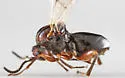 Andricus robustus - photo 2