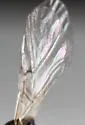 Andricus robustus - photo 4