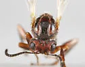 Andricus robustus - photo 5