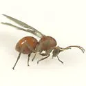 Andricus sessilum - photo 2