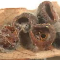 Andricus sessilum - photo 3