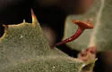 Stellar Gall Wasp