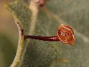 Stellar Gall Wasp - photo 2
